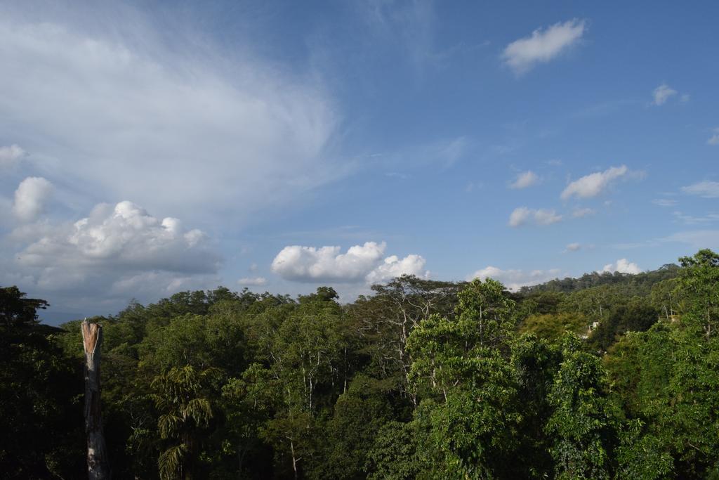 Bee View Home Stay Kandy Buitenkant foto